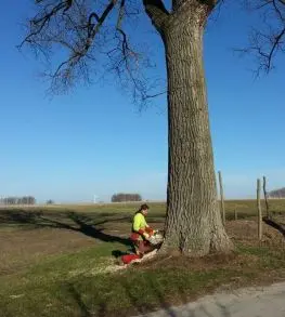 Baumfällarbeiten in Erwitte