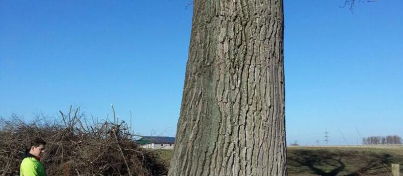 Referenzen Baumfällung