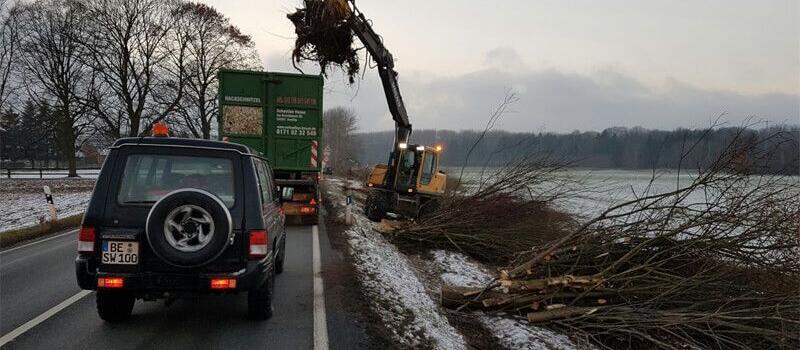 Referenzen Baumfällung