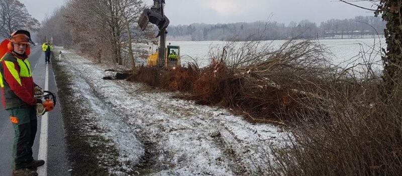 Referenzen Baumfällung