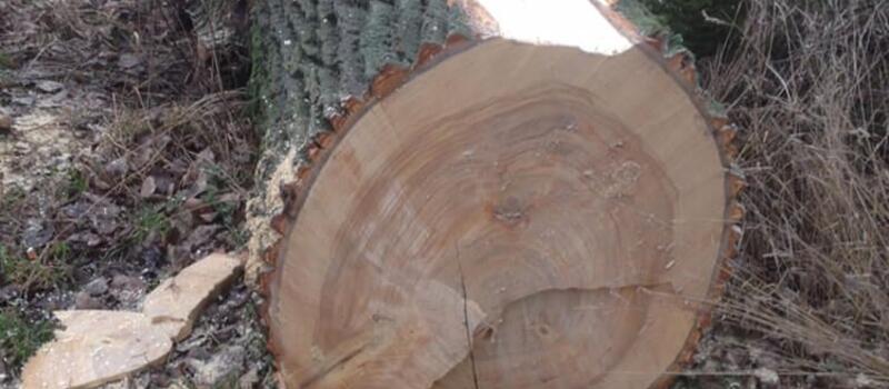 Referenzen Baumfällung