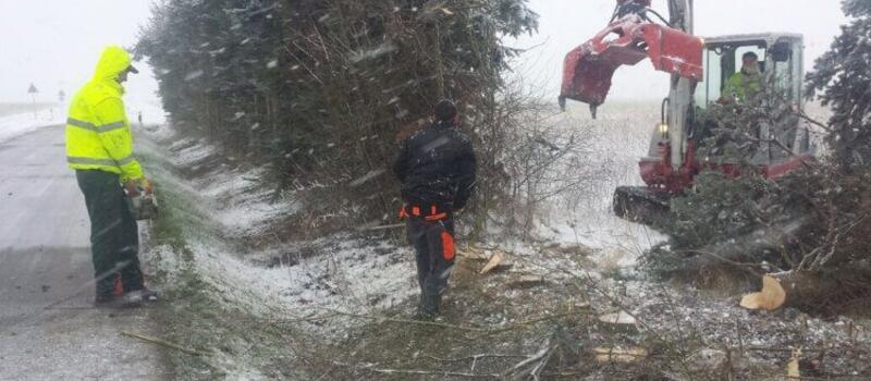 Referenzen Baumfällung