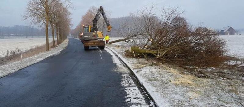 Referenzen Baumfällung