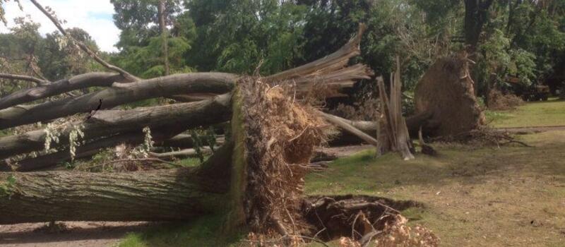 Referenzen Baumfällung