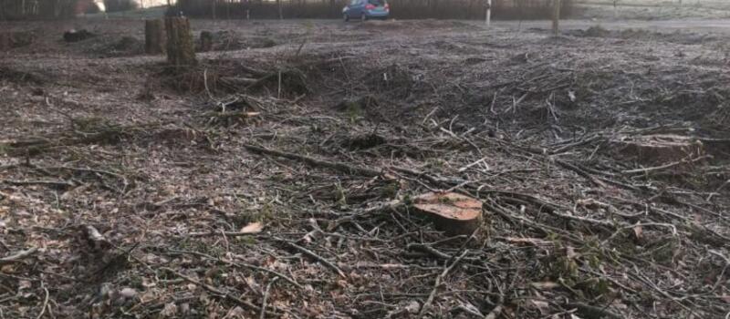 Referenzen Baumfällung