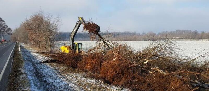 Referenzen Baumfällung