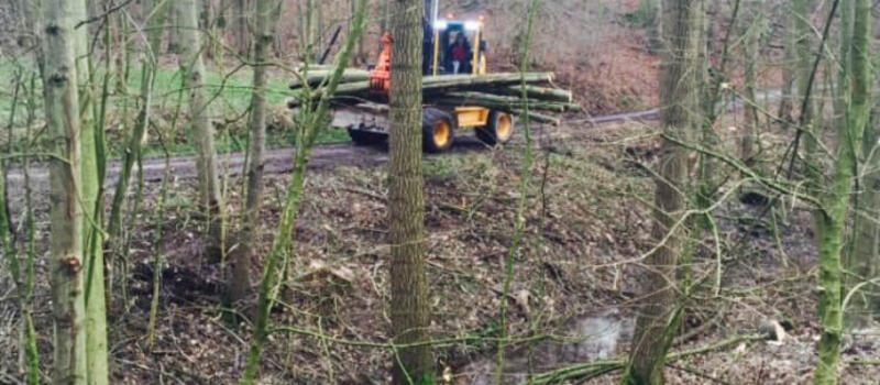 Referenzen Baumfällung