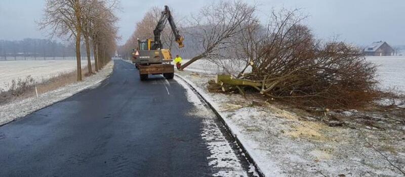 Referenzen Baumfällung
