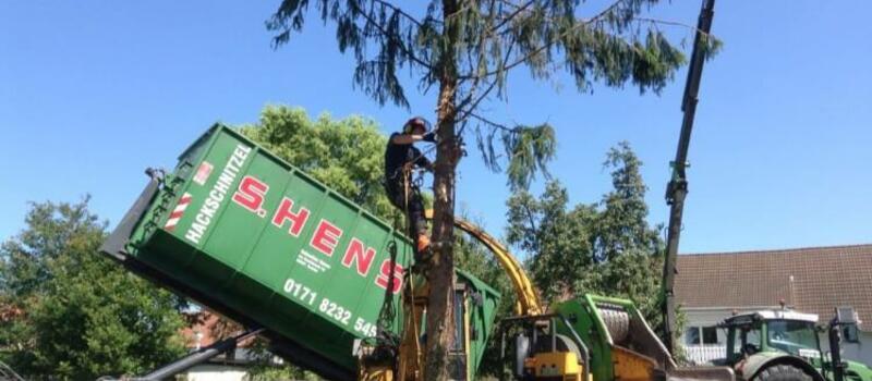 Referenzen Baumfällung