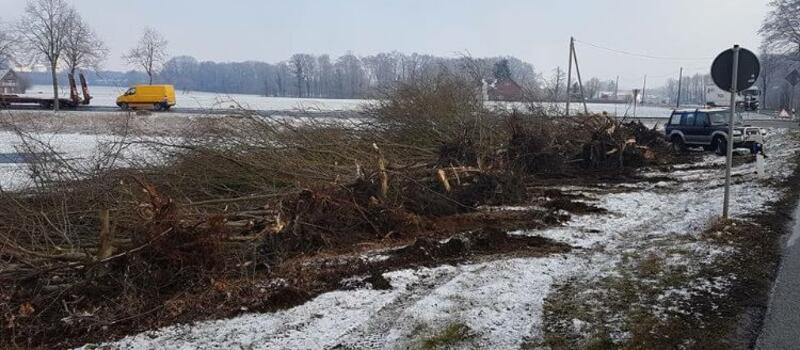 Referenzen Baumfällung