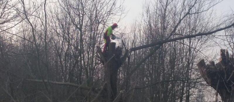 Referenzen Baumfällung