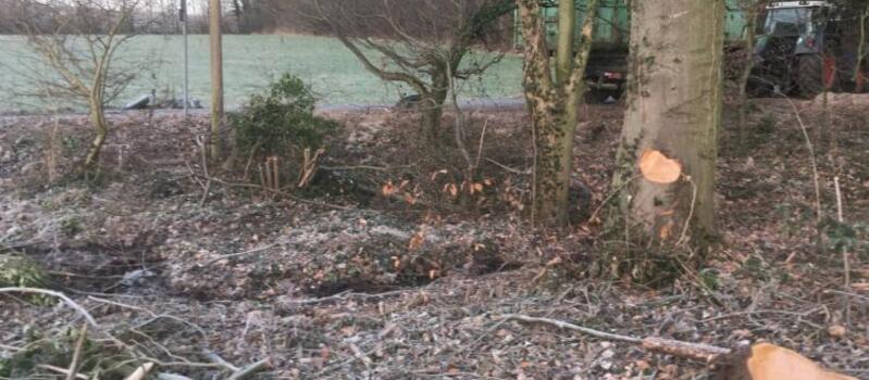 Referenzen Baumfällung