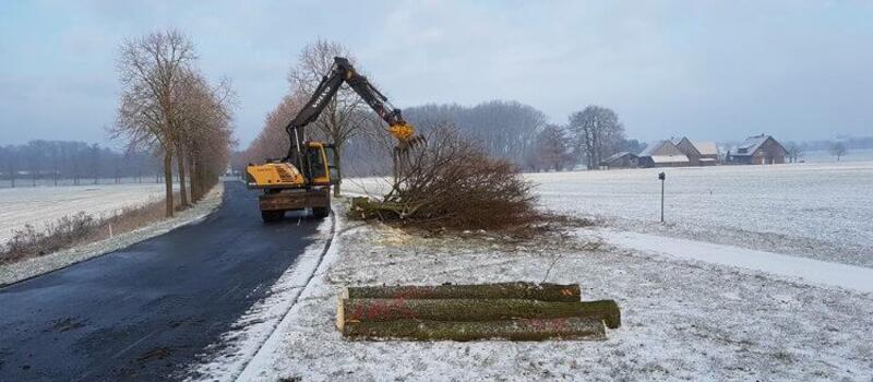 Referenzen Baumfällung