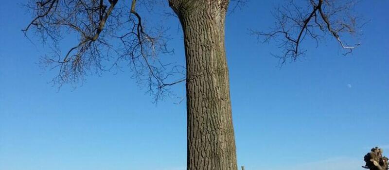 Referenzen Baumfällung