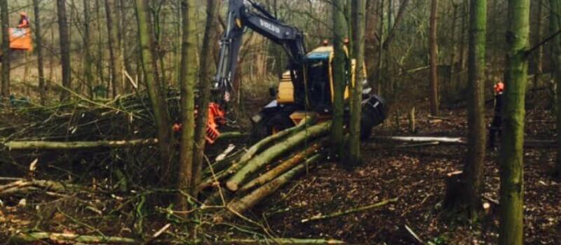 Referenzen Baumfällung