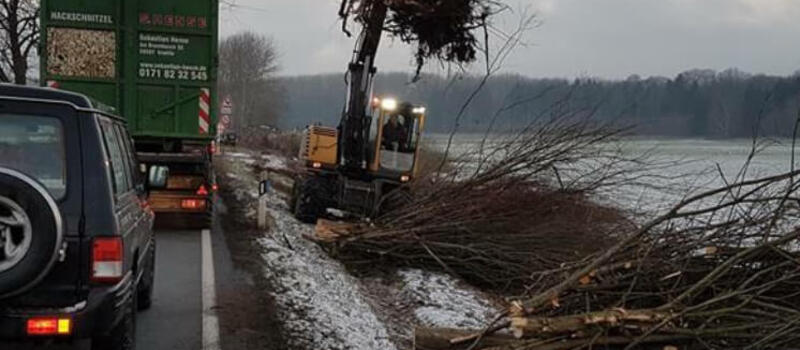 Referenzen Baumfällung