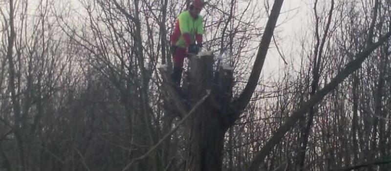 Referenzen Baumfällung