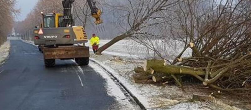 Referenzen Baumfällung
