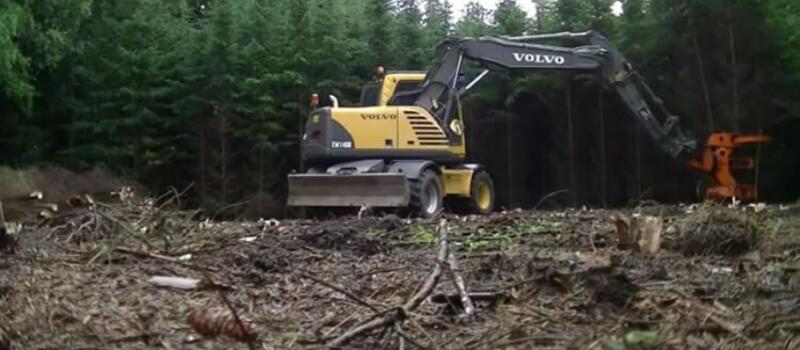 Referenzen Baumfällung