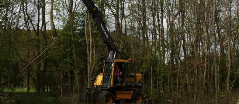 Referenzen Baumfällung