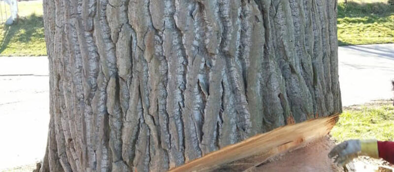 Referenzen Baumfällung